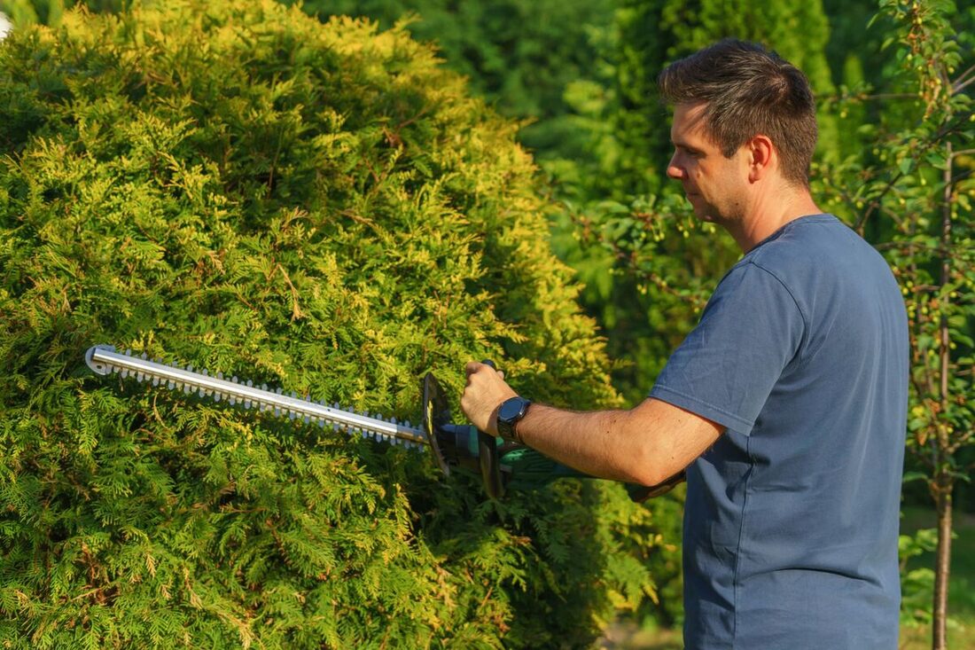 Landscaper trimming a shrub with a hedge cutter